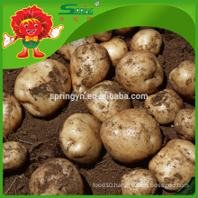 Low price russet potatoes export fresh potato to india and dubai